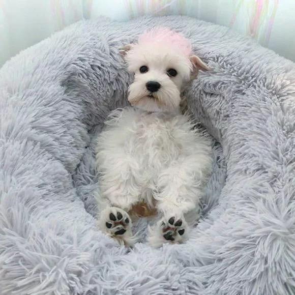 Small Dog Calming Bed