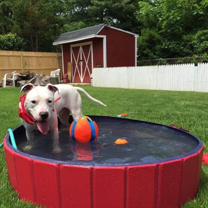 Portable Pool - Foldable Pet Bathing Pool